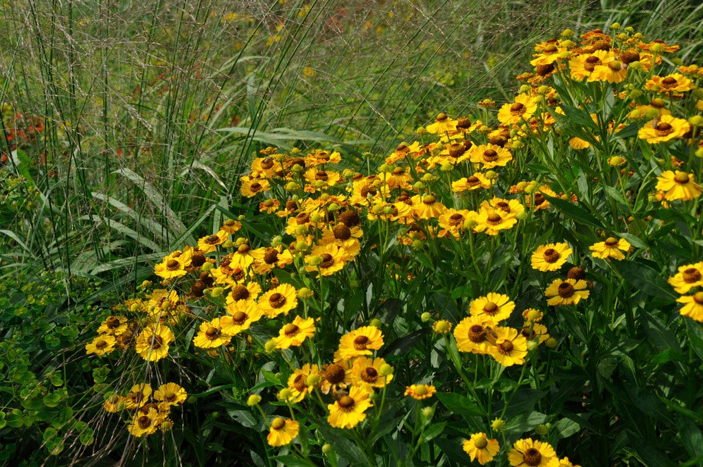 Zonnekruid (Helenium 'Goldrausch')