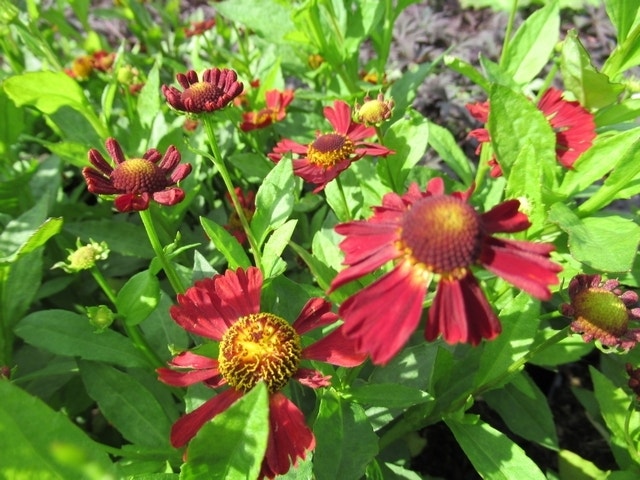 Zonnekruid (Helenium 'Indianersommer')