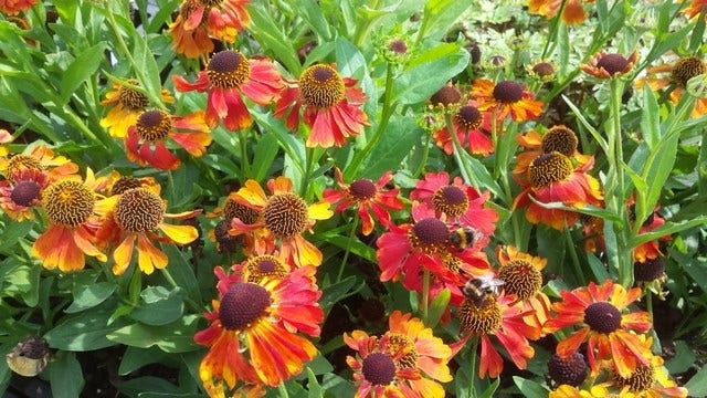 Zonnekruid (Helenium 'Mardi Gras')