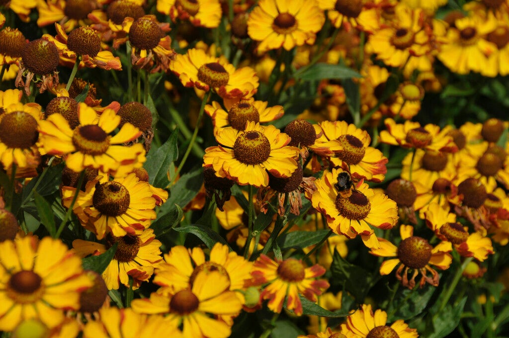 Zonnekruid (Helenium 'Rauchtopas')