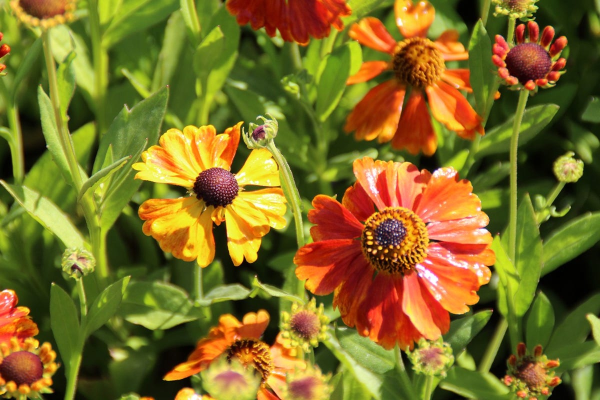 Zonnekruid (Helenium 'Sahin's Early Flowerer')