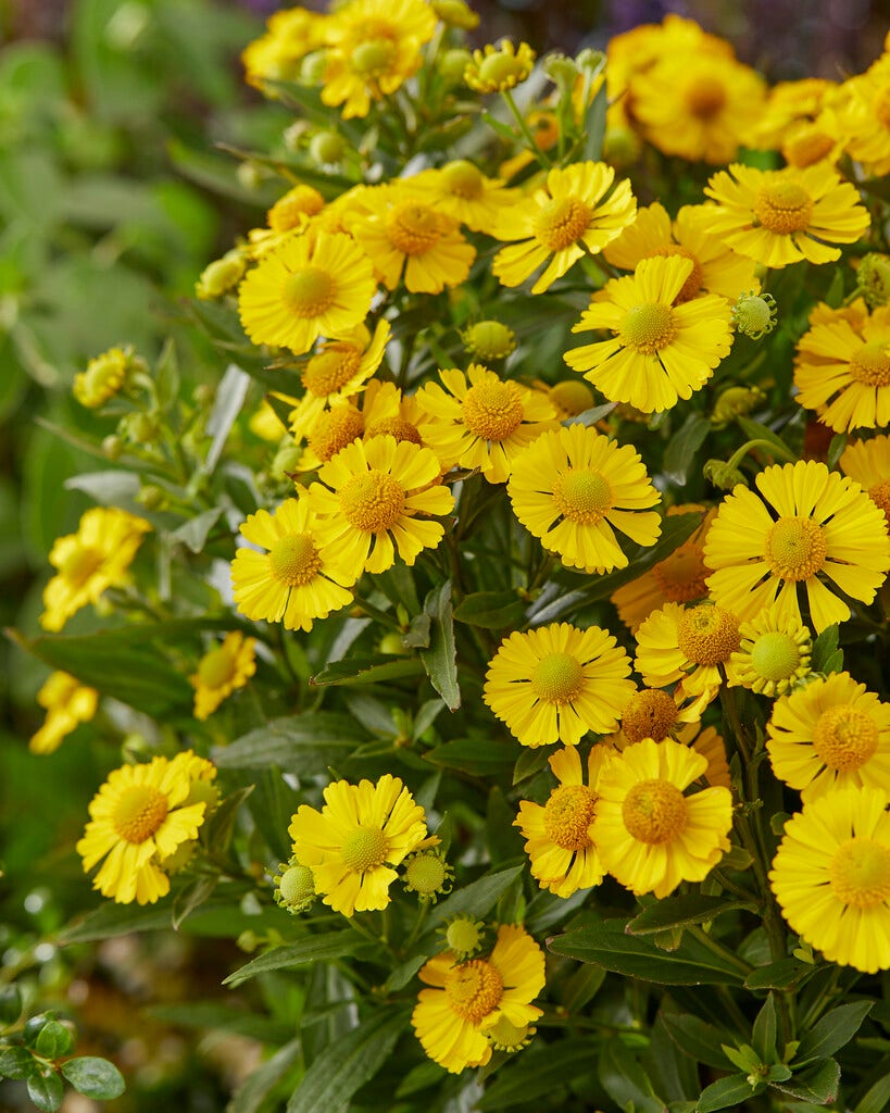 Zonnekruid (Helenium 'Sombrero')