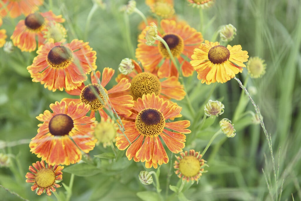 Zonnekruid (Helenium 'Waltraut')