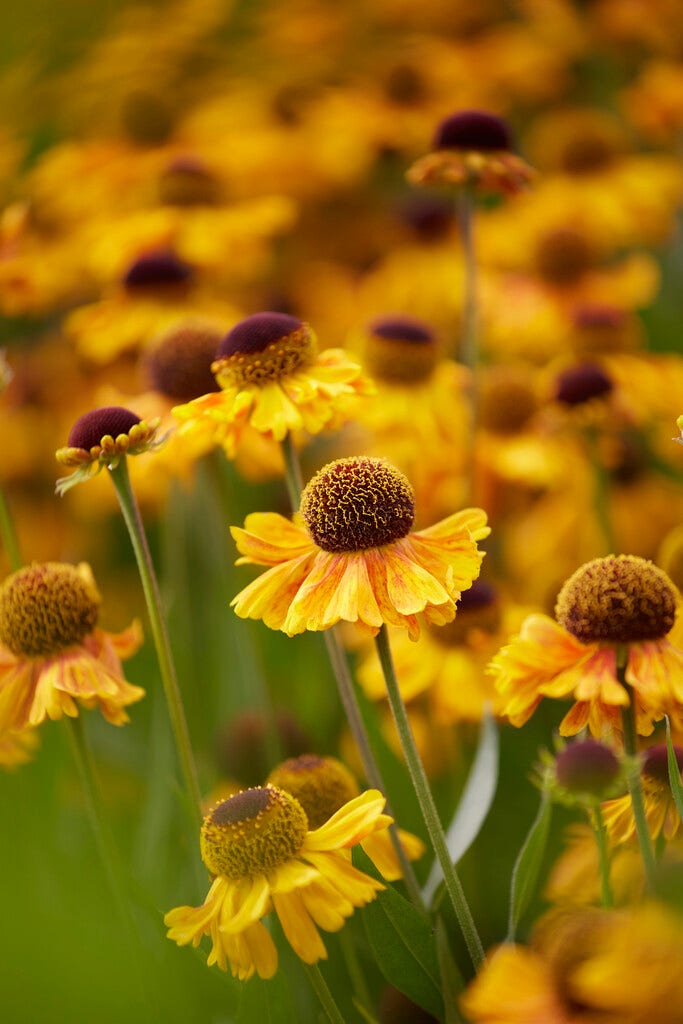 Zonnekruid (Helenium 'Wyndley')