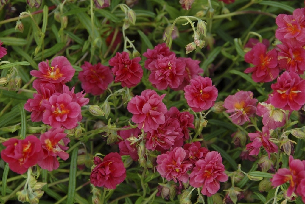 Zonneroosje (Helianthemum 'Cerise Queen')