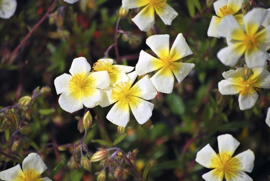 Zonneroosje (Helianthemum 'Elfenbeinglanz')