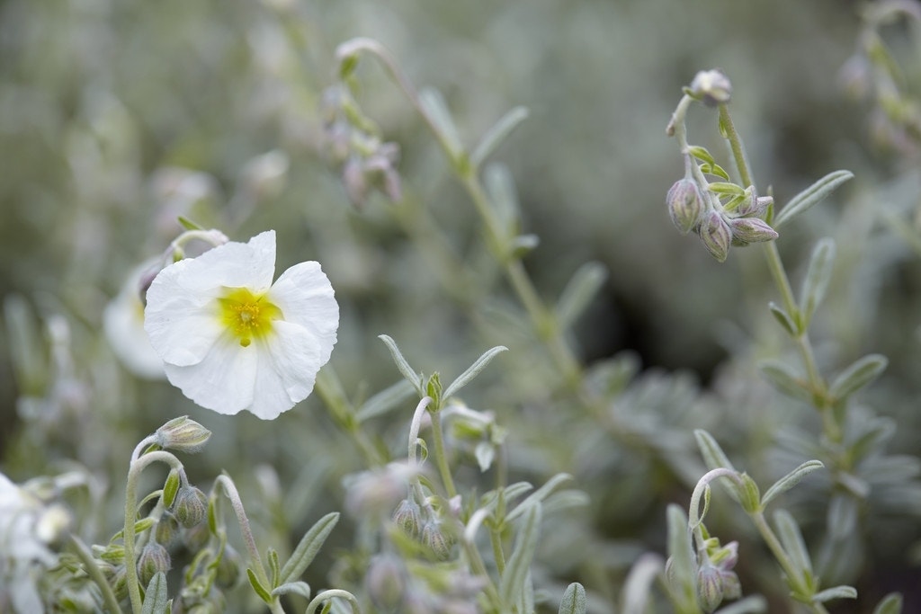 Zonneroosje (Helianthemum 'The Bride')