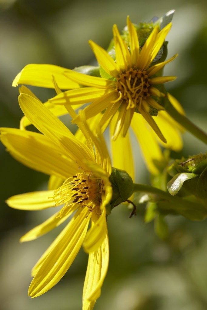 Zonnebloem (Helianthus salicifolius)