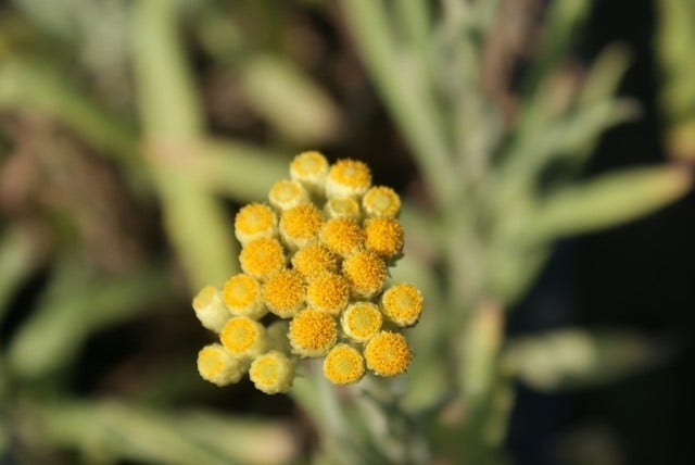 Strobloem (Helichrysum 'Schwefellicht')