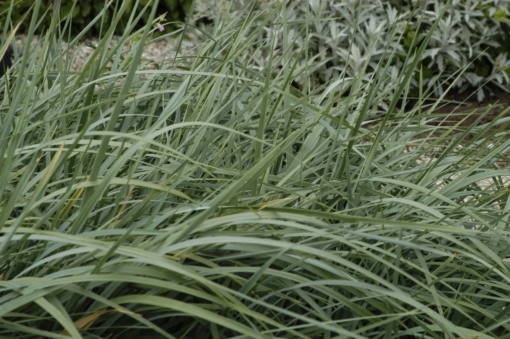 Sierhaver (Helictotrichon sempervirens)