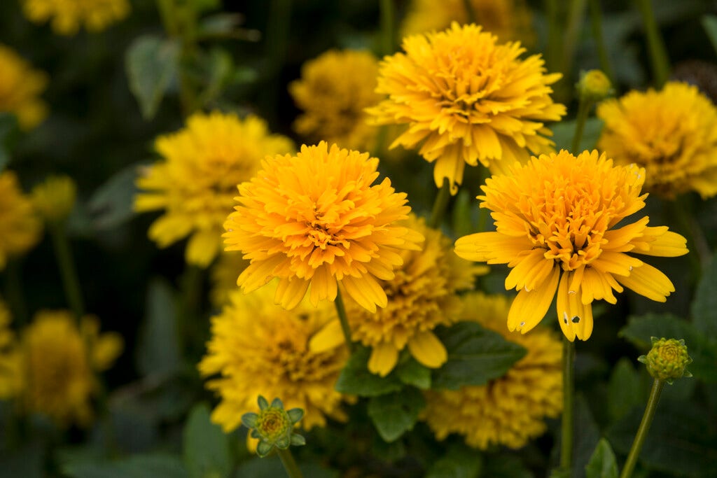 Zonneoog (Heliopsis helianthoides 'Asahi')