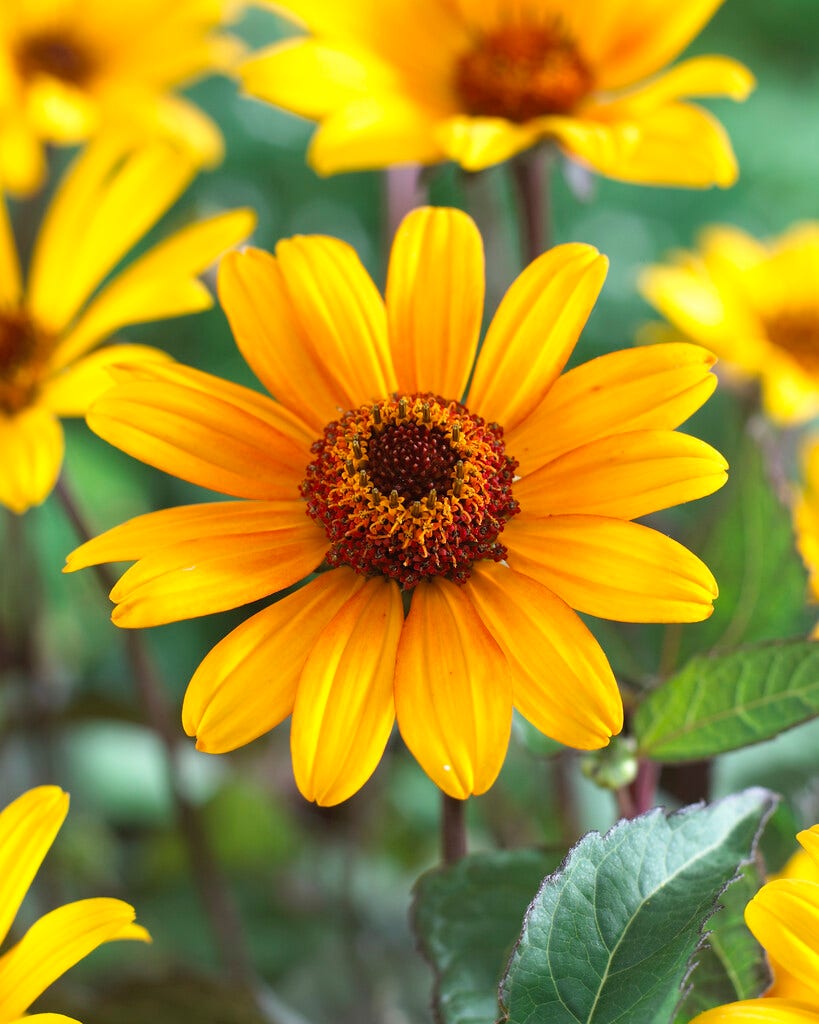 Zonneoog (Heliopsis helianthoides 'Summer Nights')