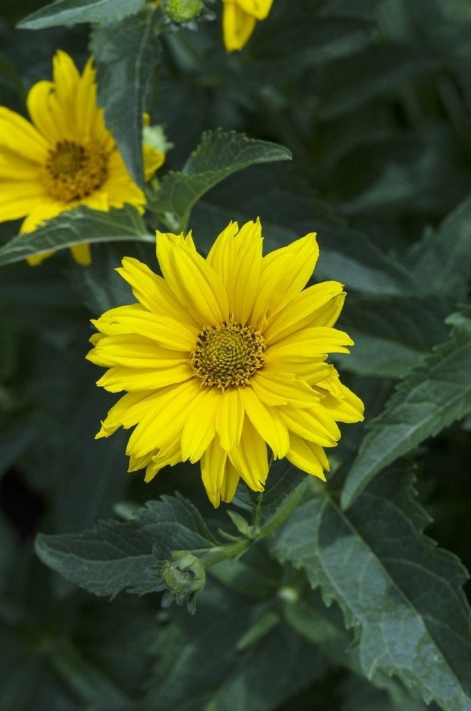 Zonneoog (Heliopsis helianthoides 'Summer Sun')