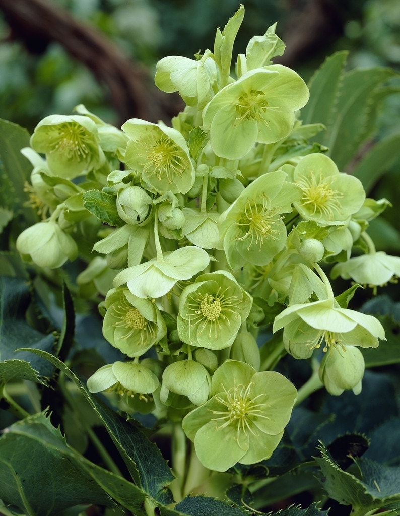 Nieskruid (Helleborus argutifolius)