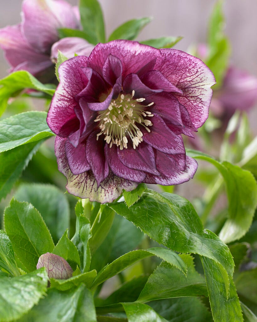 Nieskruid (Helleborus orientalis 'Double Ellen Red')