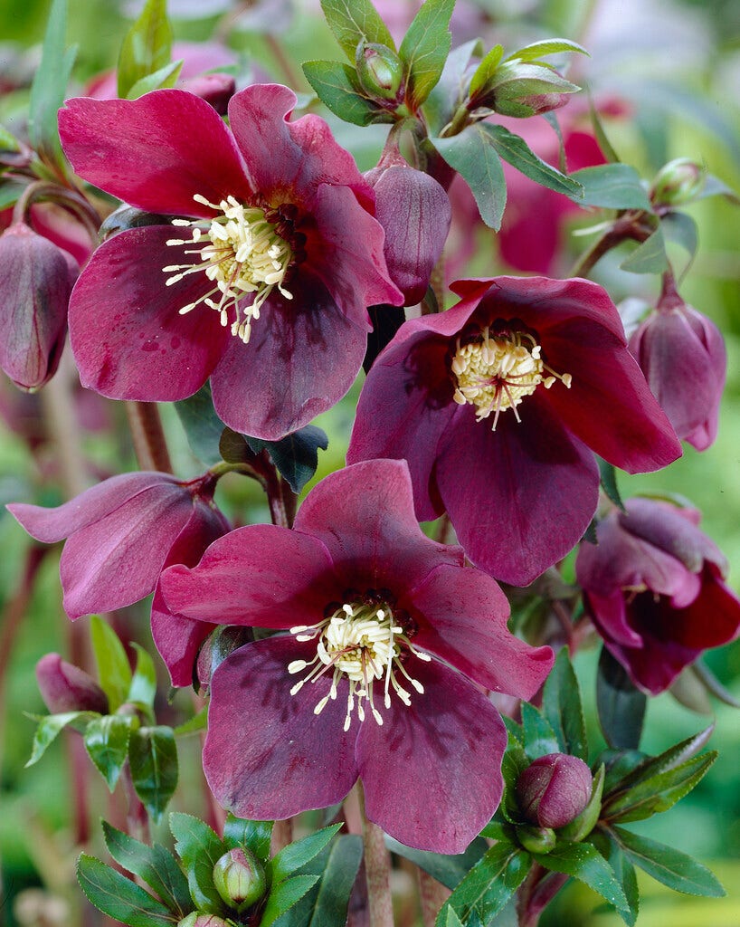 NIeskruid (Helleborus orientalis 'Red Lady')