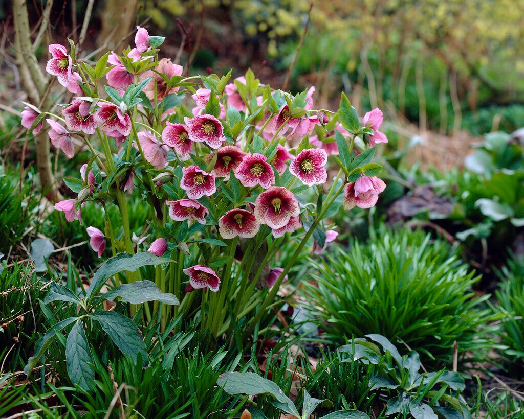 Nieskruid (Helleborus orientalis)