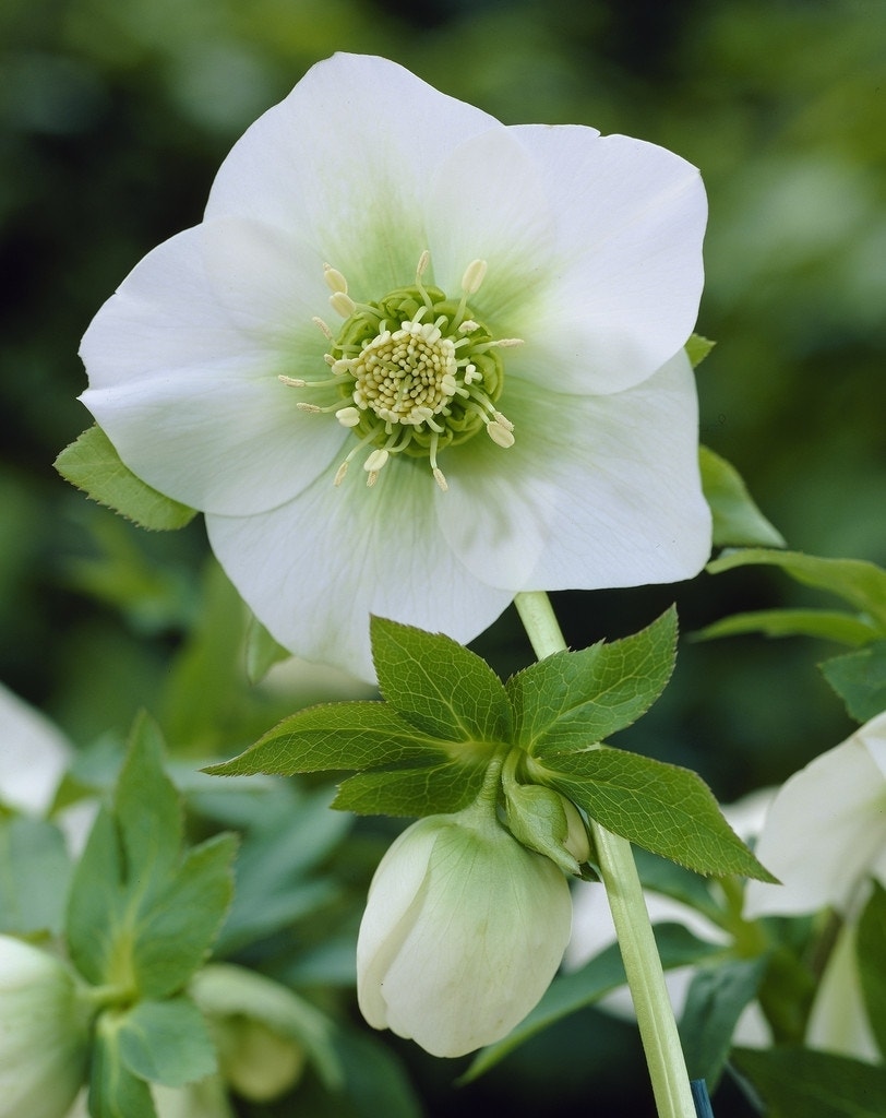 Nieskruid (Helleborus orientalis 'White Lady')