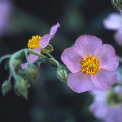 Zonneroosje (Helianthemum 'Lawrenson's Pink')