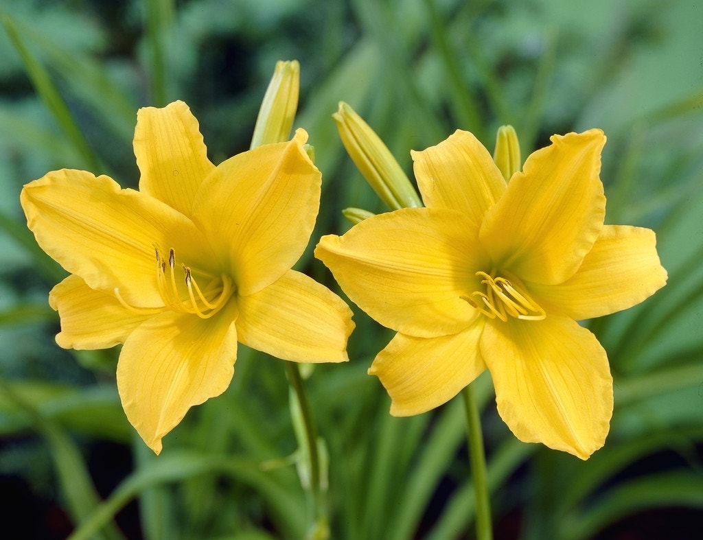 Daglelie (Hemerocallis 'Aten')