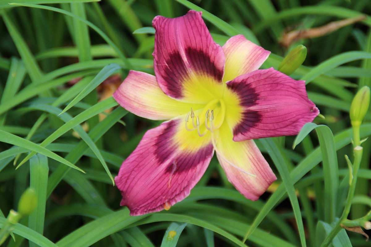 Daglelie (Hemerocallis 'Autumn Red')