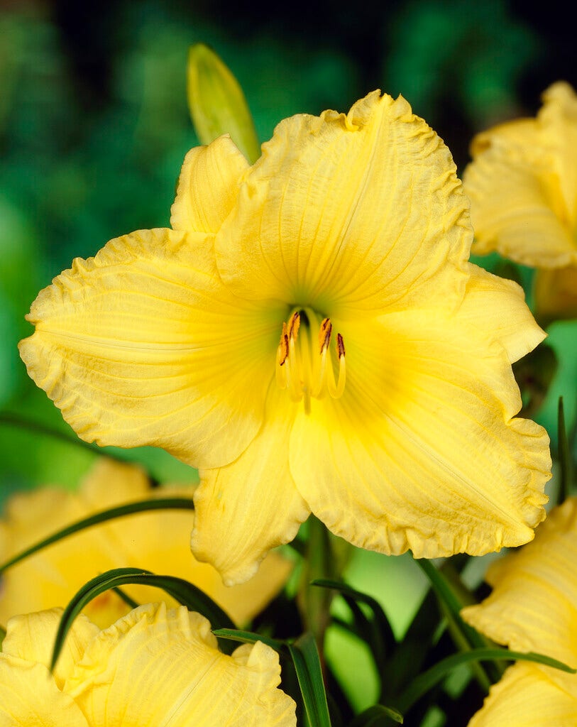 Daglelie (Hemerocallis 'Big Time Happy')