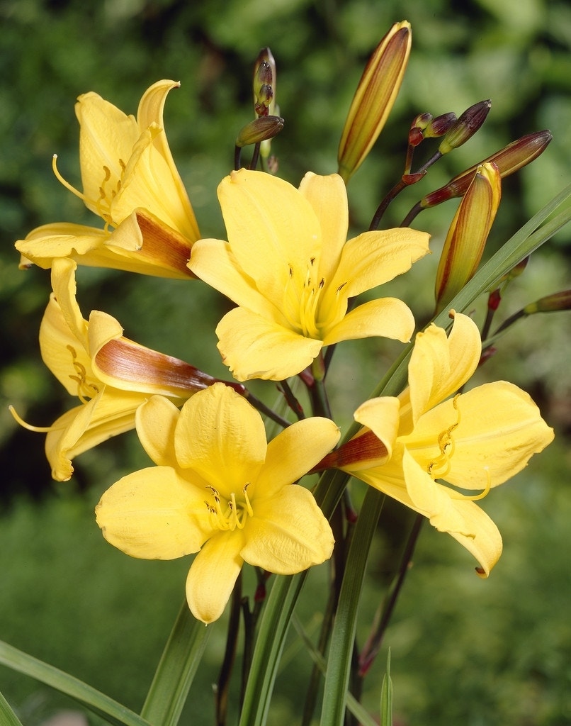 Daglelie (Hemerocallis 'Corky')