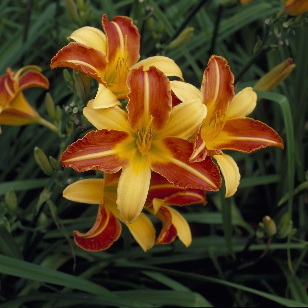 Daglelie (Hemerocallis 'Frans Hals')