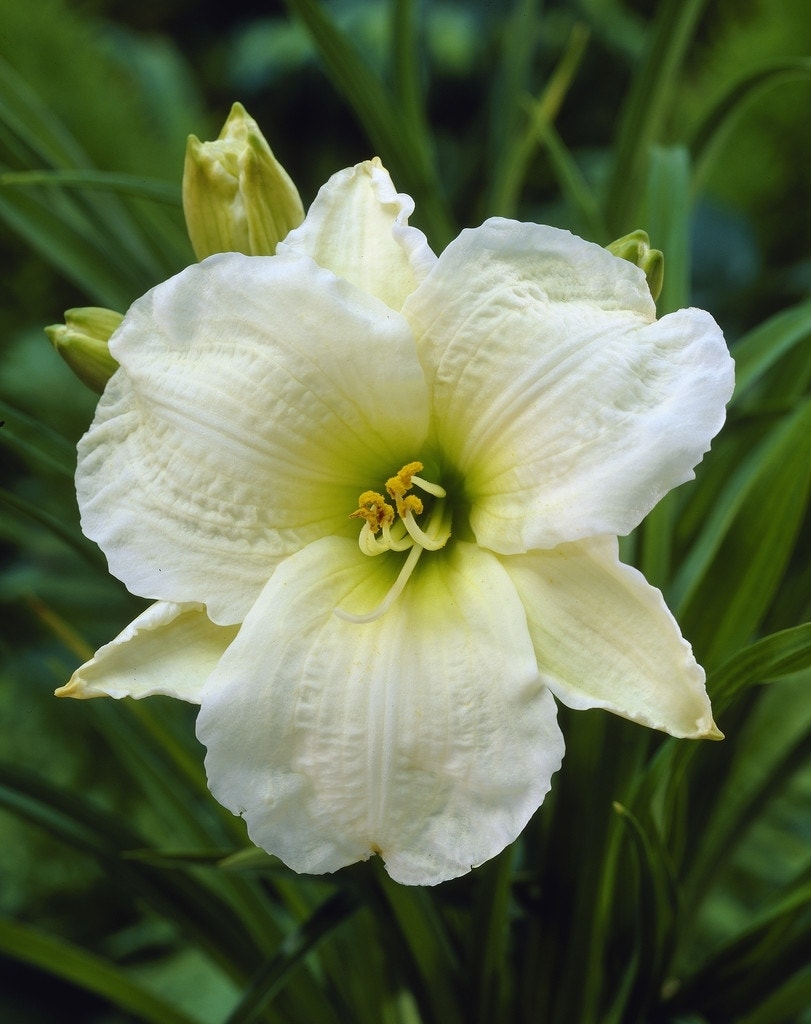 Daglelie (Hemerocallis 'Gentle Shepherd')