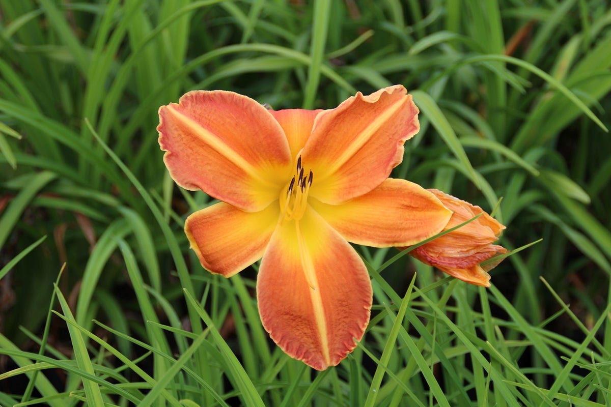 Daglelie (Hemerocallis 'Mauna Loa')