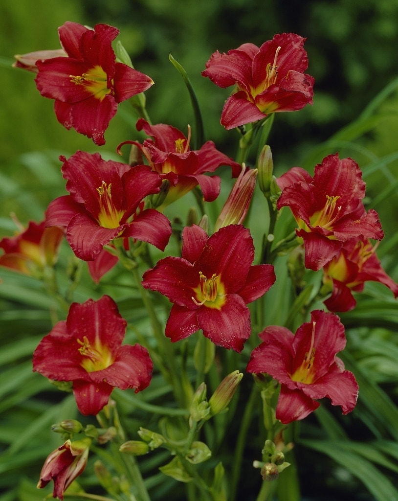 Daglelie (Hemerocallis 'Pardon Me')