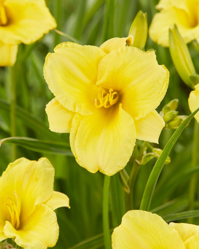 Daglelie (Hemerocallis 'Sunny Breeze')