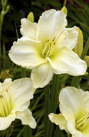 Daglelie (Hemerocallis 'White Temptation')