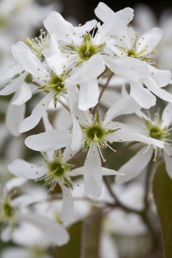 Dwerg krentenboompje (Amelanchier spicata)