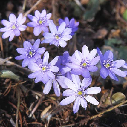 Leverbloempje (Hepatica nobilis)