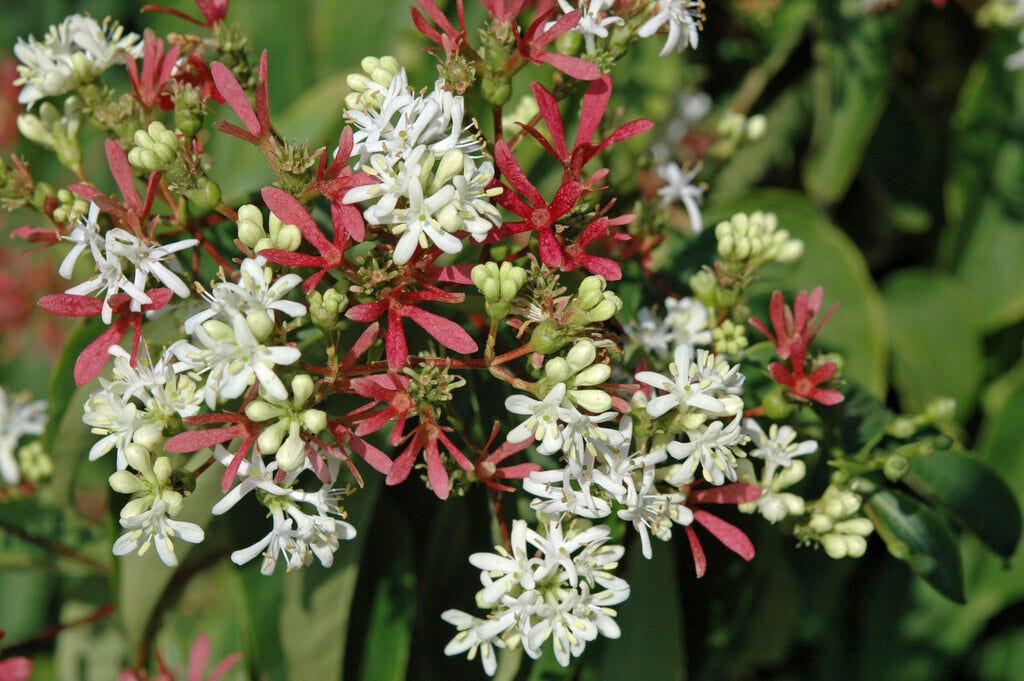 Zevenzonenboom (Heptacodium miconioides)