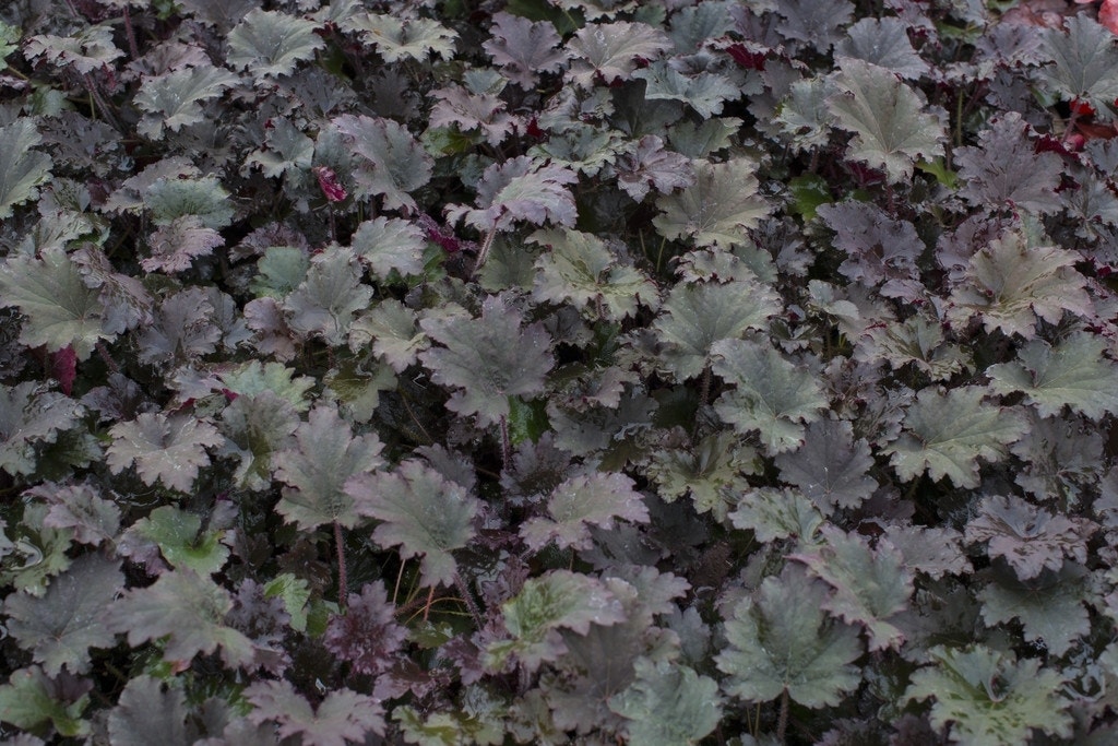 Purperklokje (Heuchera 'Binoche')