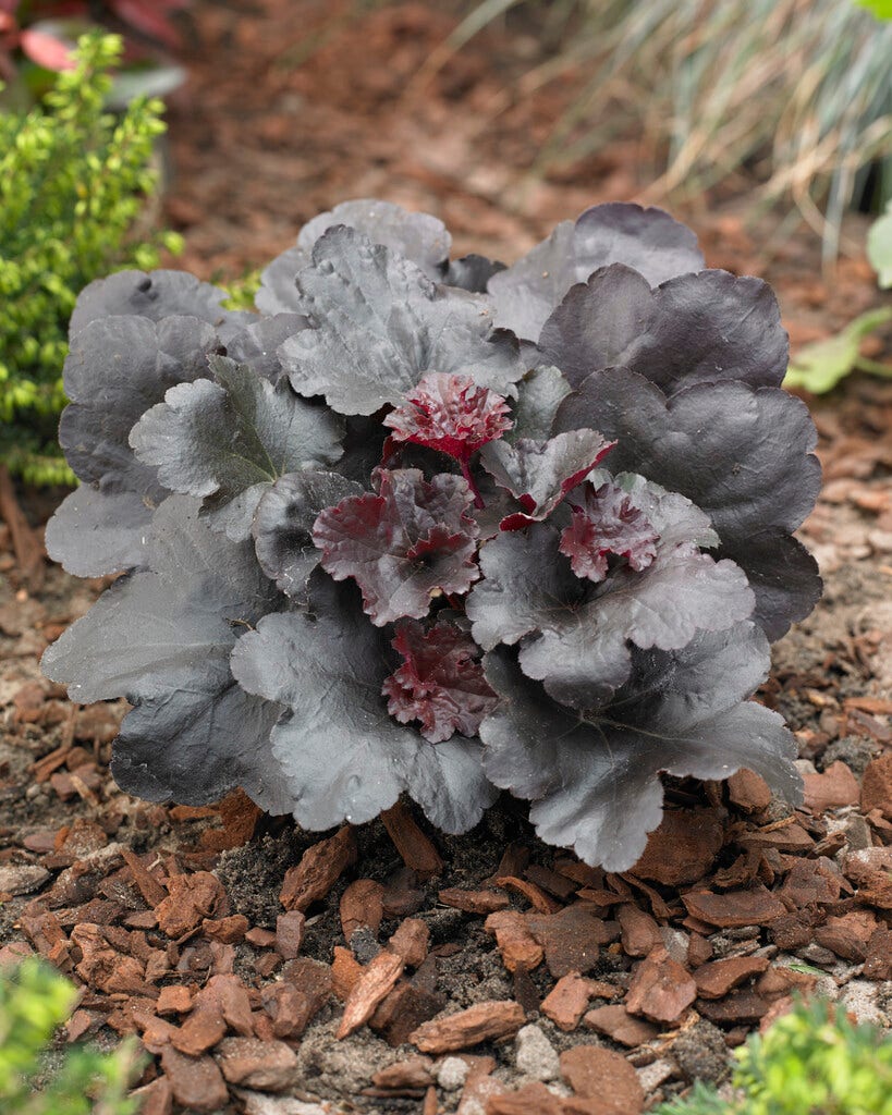 Purperklokje (Heuchera 'Black Sea')