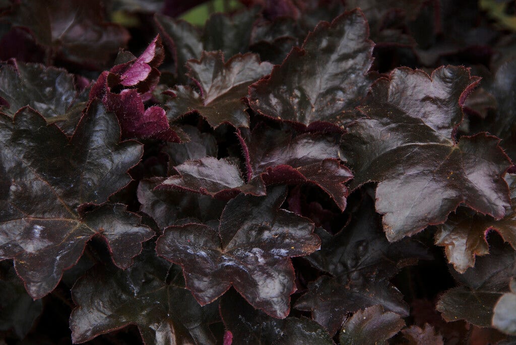 Purperklokje (Heuchera 'Blackout')