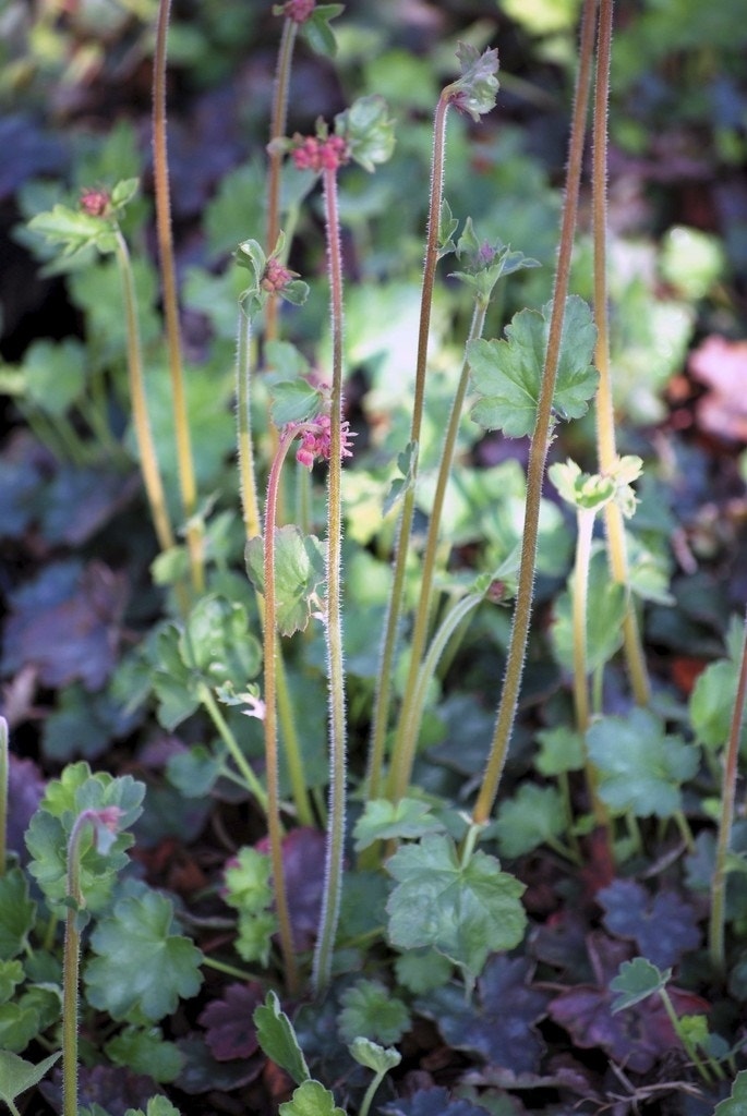 Purperklokje (Heuchera 'Pluie de Feu')