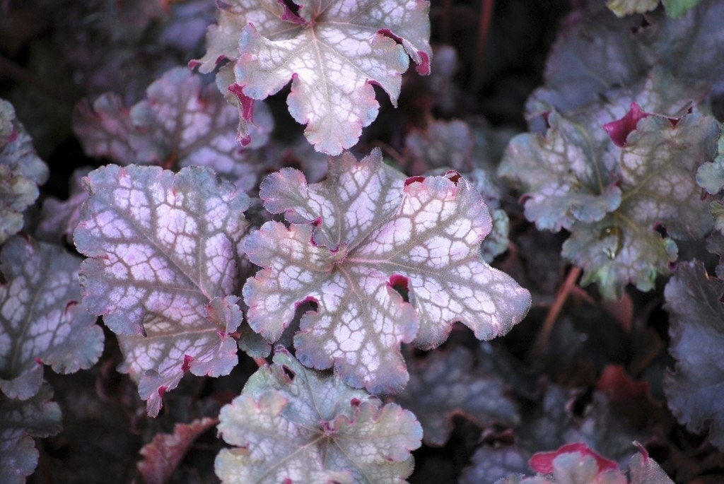 Purperklokje (Heuchera 'Can Can')