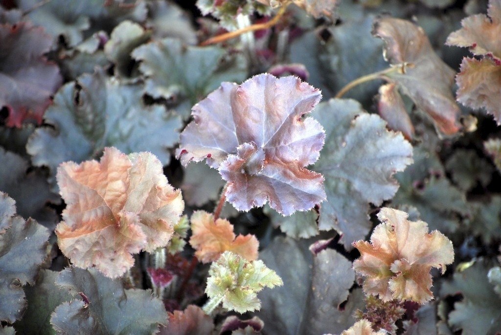 Purperklokje (Heuchera 'Cappuccino')