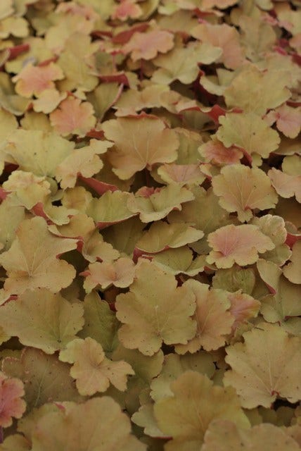 Purperklokje (Heuchera 'Caramel')