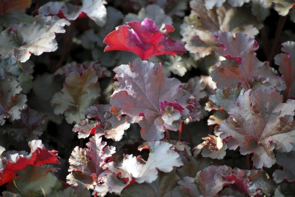 Purperklokje (Heuchera 'Chocolate Ruffles')