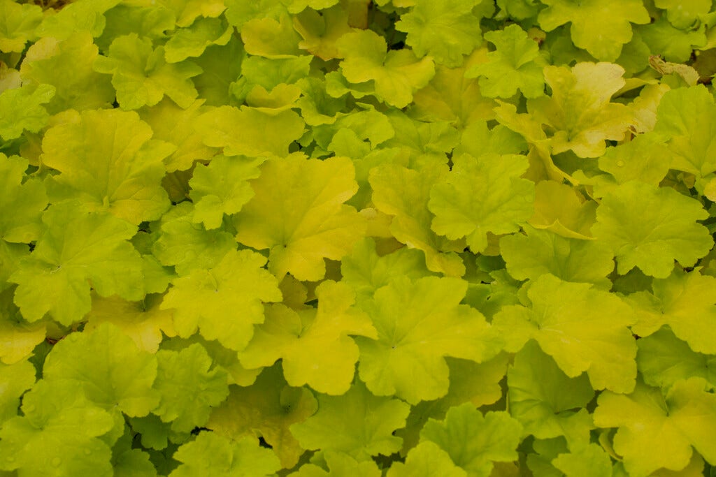 Purperklokje (Heuchera 'Citronelle')