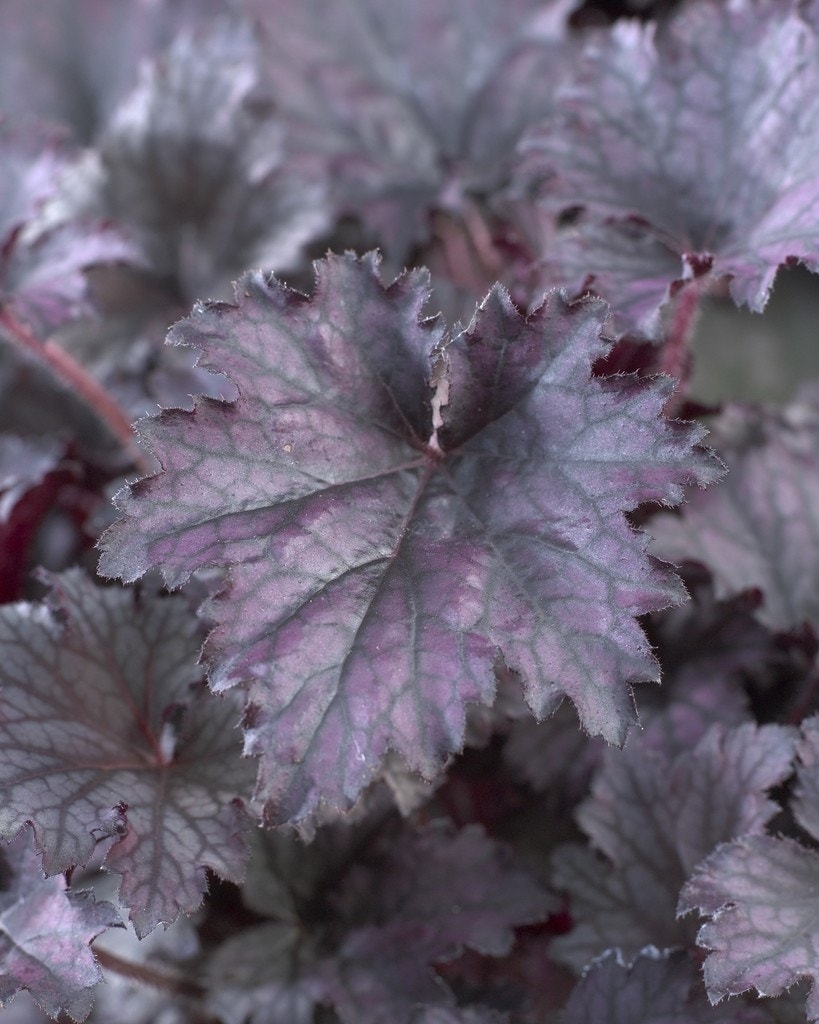 Purperklokje (Heuchera 'Frosted Violet')