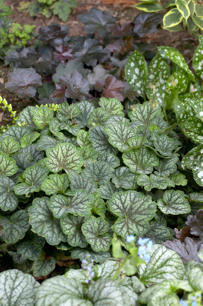 Purperklokje (Heuchera 'Green Spice')