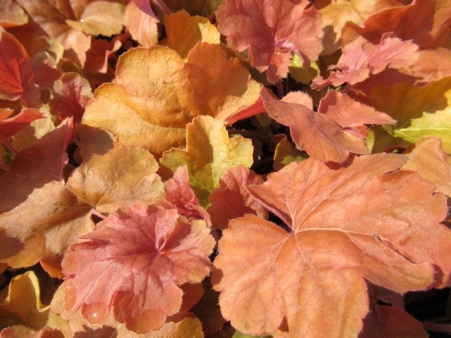 Purperklokje (Heuchera 'Northern Exposure Amber')