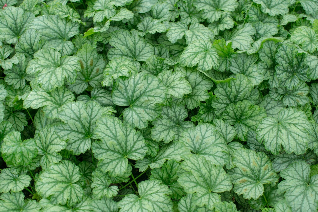 Purperklokje (Heuchera 'Paris')