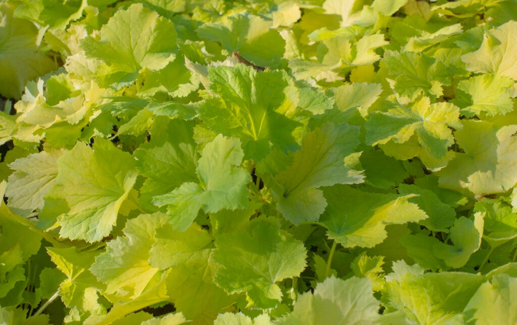 Purperklokje (Heuchera 'Pistache')